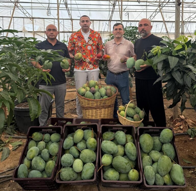 Vekil Kaya, Alanya’da mango hasadına katıldı: “Tropikal meyve üreticilerimiz mutlaka desteklenmelidir”