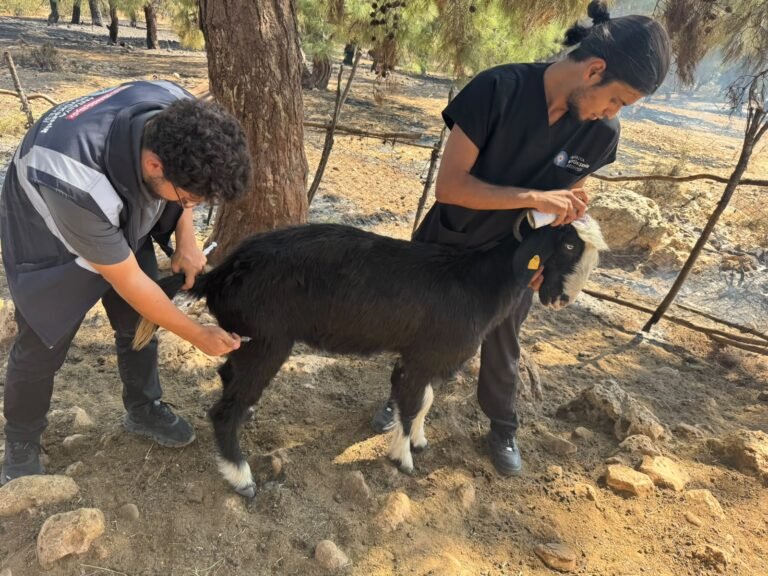 Veteriner ekipleri kırsalda hayvanların yanında